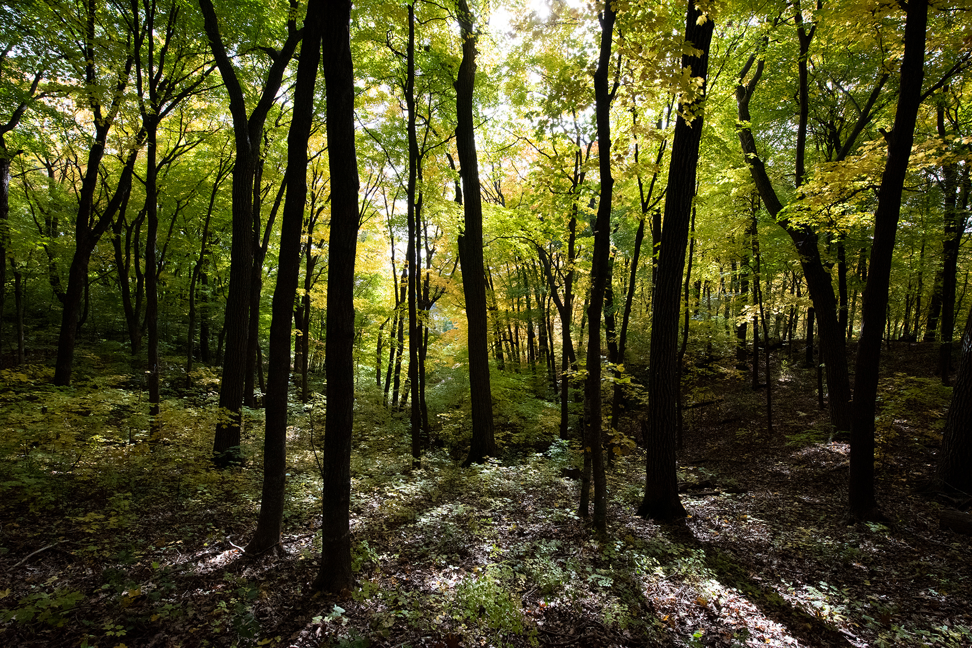 Minnesota Landscape Arboretum (2017) Photograph of Minnesota Landscape Arboretum (2017)